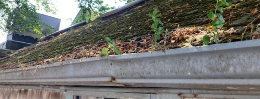 Steep slope roof with moss growth and gutters clogged with leaves and debris.