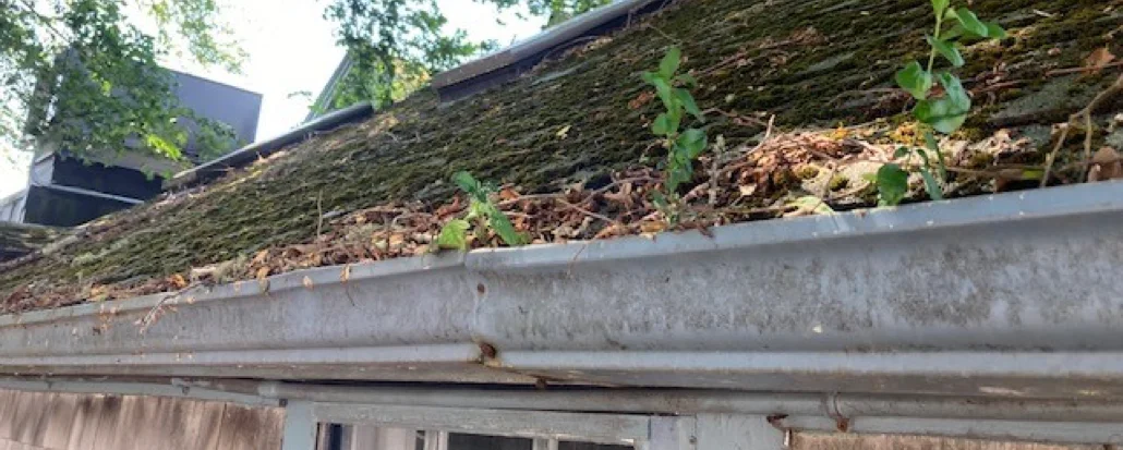 Steep slope roof with moss growth and gutters clogged with leaves and debris.